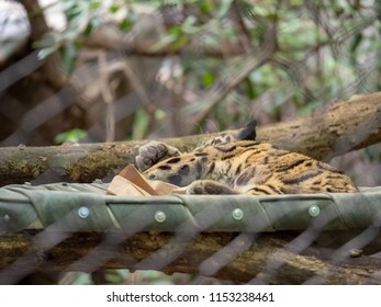 A clouded leopard, Neofelis nebulosa, sleeps inside of a enclosure at a zoo exhibit