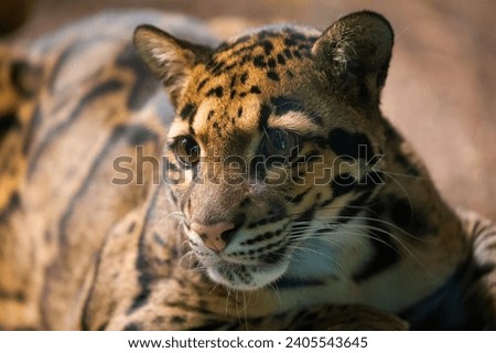 clouded leopard (Neofelis nebulosa) wild cat from Himalayan Southeast Asia China. very cute medium sized spotted cat close up in detail. preserve wild rare species in zoos concept. nature and animals