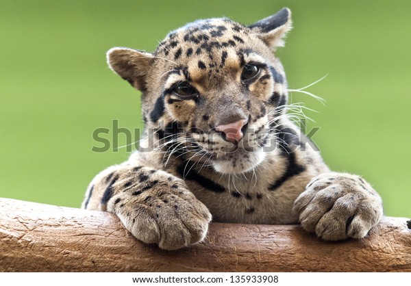 A clouded leopard\
resting on a branch