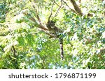 Clouded Leopard resting on tree