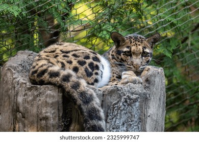 Clouded Leopard Resting on a Tree - Powered by Shutterstock