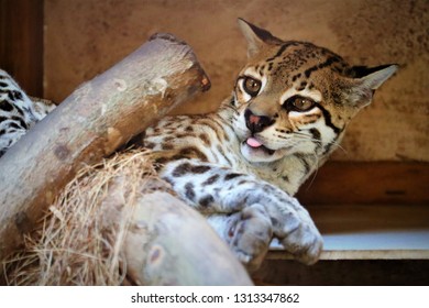 Clouded Leopard sleeping