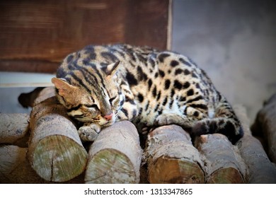 Clouded Leopard sleeping