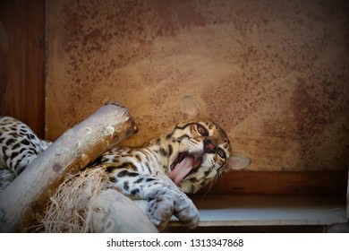 Clouded Leopard sleeping