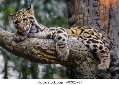 clouded leopard sleeping - Powered by Shutterstock