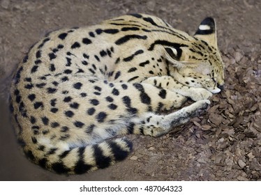 The clouded leopard is sleeping
The clouded leopard is a big cat, one of the oldest species of cats that live in South-East Asia. 