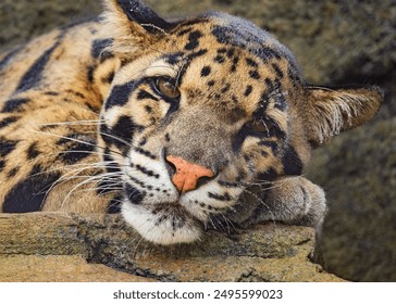 clouded leopard sleeping on a rock - Powered by Shutterstock