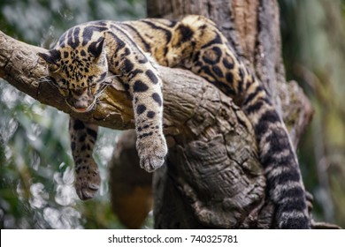 clouded leopard sleeping on tree
