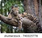 clouded leopard stare