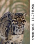 A clouded leopard staring ahead