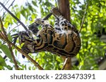 The clouded leopard walk on the trunk.