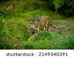 Clouded leopard is walking towards from the shadows to the light. big cat male from a darkness. zoo in czech republic. neofelis nebulosa. very rare creature