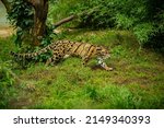 Clouded leopard is walking towards from the shadows to the light. big cat male from a darkness. zoo in czech republic. neofelis nebulosa. very rare creature