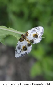 Clouded Magpie Moth, Abraxas Sylvata
