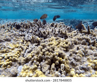 clouded moray eel in shallow water, on staghorn corals in la reunion lagoon. echnida nebulosa