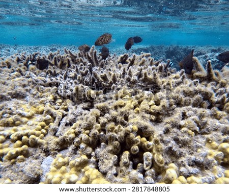 clouded moray eel in shallow water, on staghorn corals in la reunion lagoon. echnida nebulosa