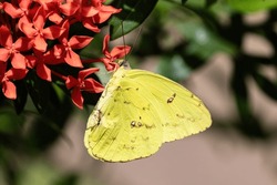 
Clouded Sulphur Butterfly (Colias Philodice) On Red Flowers, On The Island Of Aruba. 