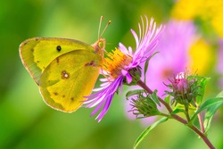 Clouded Sulphur Butterfly Collecting Nectar From A New England Aster Flower. Also Known As A Common Sulphur. Ashbridges Bay Park, Toronto, Ontario, Canada.