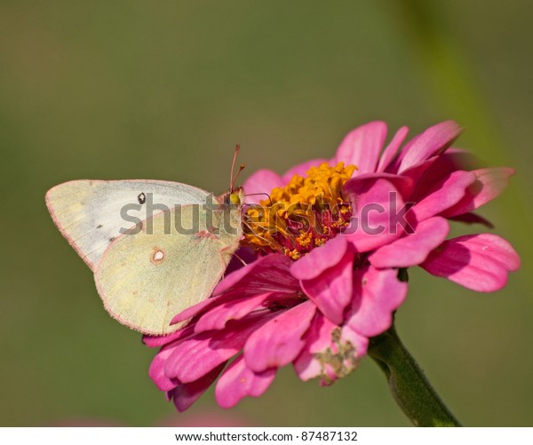 Clouded Sulphur butterfly feeding on a pink\
Zinnia against green\
background