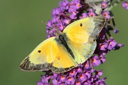 Clouded Sulphur (Colias Philodice) Butterfly On Butterfly Bush Flowers