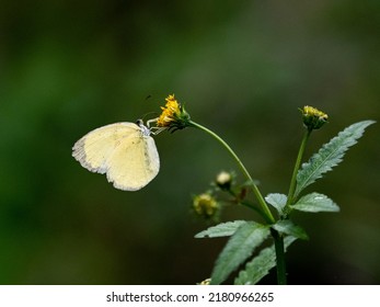 A Clouded Yellow Butterfly In Izumi Forest Park, Yamato, Japan