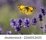 Clouded Yellow Butterfly on Lavender