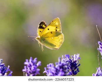 Clouded Yellow Butterfly on Lavender