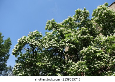 Cloudless blue sky and crown of blossoming catalpa tree in mid June