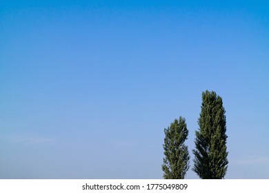 Cloudless Blue Sky And Two Tall Trees