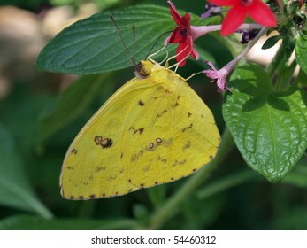 Cloudless Sulfur Butterfly