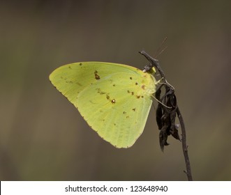 Cloudless Sulphur