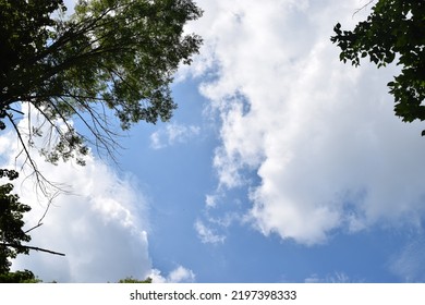 Clouds above tree canopy in blue sky