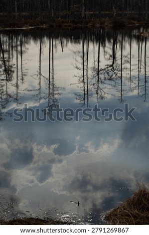 Clouds and bare trees blur into a bog-water reflection. The still surface turns the sky and slender trunks into a soft, abstract mirror image broken only by ripples. Photographed at the Great Kemeri Bog in Kemeri National Park, Latvia, it suits abstract, reflection, minimal and moody-nature themes.