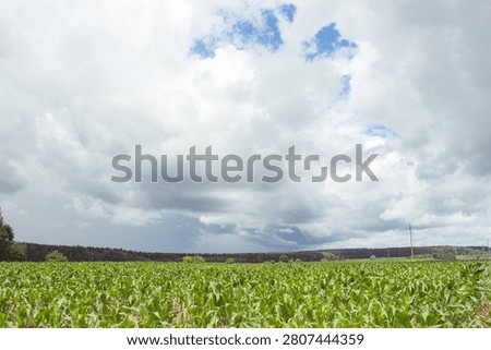 Clouds cover the blue sky over a cornfield, while sunlight breaks through on the other side, spreading across the surface, with forests, apple trees and powerline towers on the horizon
