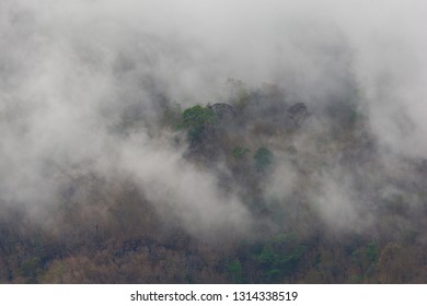 Clouds cover the forest