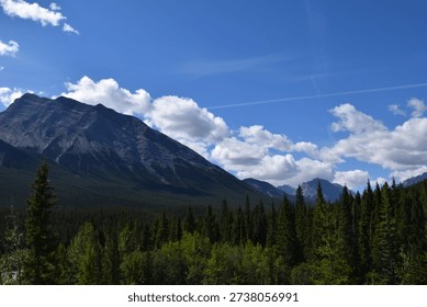 clouds drape the mountain behind the forest 