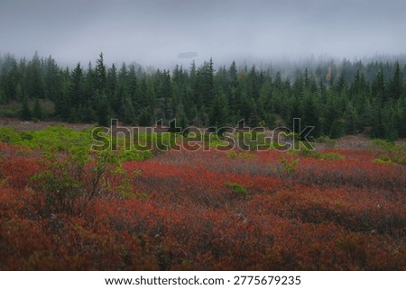 Clouds drift through the treetops and fall colors of Dolly Sods Wilderness, West Virginia