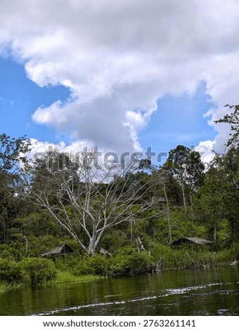​Wispy clouds drifting over a steadfast oak.