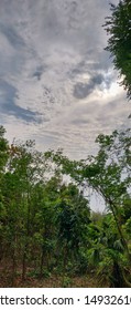 Clouds are floating upon the forest.