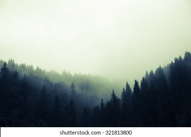 Clouds and fog over pine tree forest