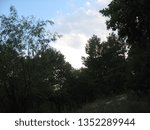 Clouds in the forest