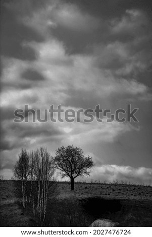 Similar – Image, Stock Photo Trees vs. storm 1 : 0