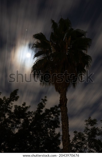 Clouds and full\
moon moving behind a palm tree.\
