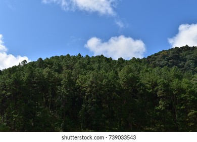 Clouds on the sky and mountains with pine trees lined up beautifully.