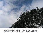 Clouds Over Cedar Tree During Winter