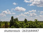 Clouds over a field with trees: Calm white clouds over a green field bring harmony to images of ecology or agriculture.