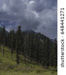Clouds over forest