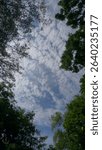 clouds over the forest for background
