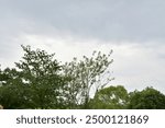 Clouds over trees in a field