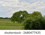 Clouds over trees in a field